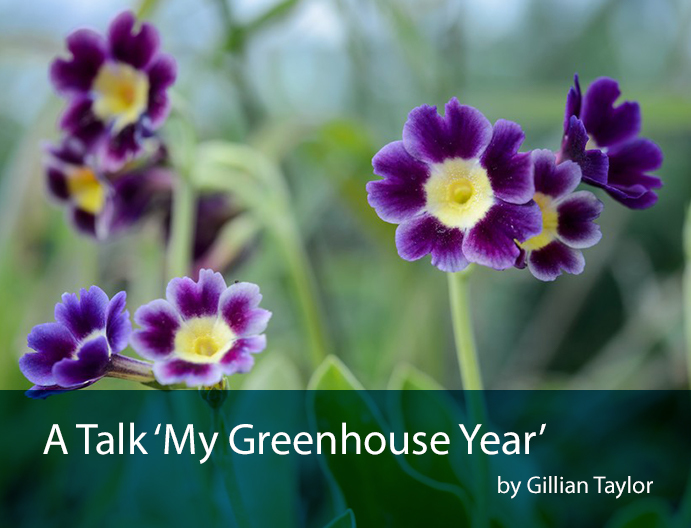 my greenhouse year