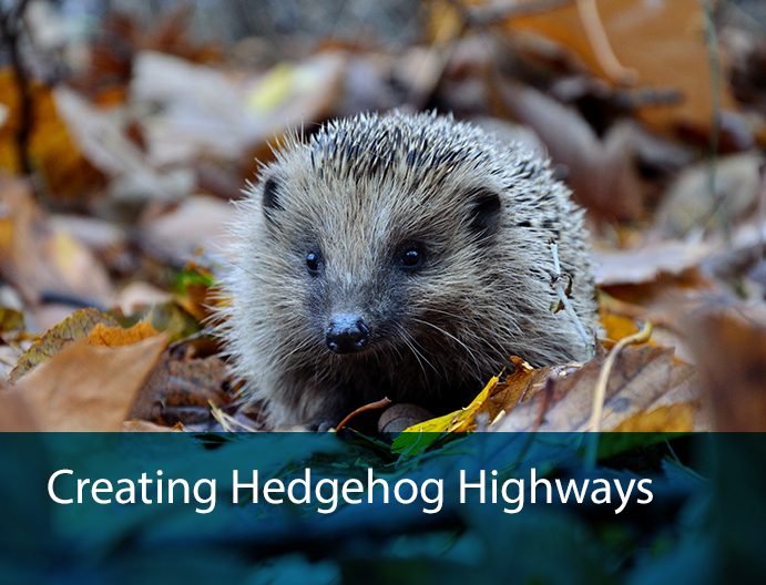 gedgehogs