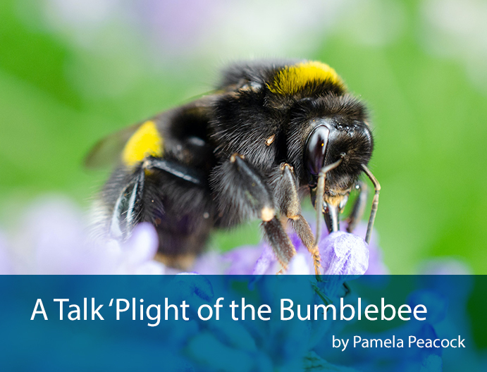plight of the bumblebee
