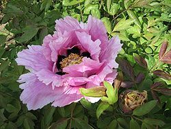 250px-Paeonia_rockii