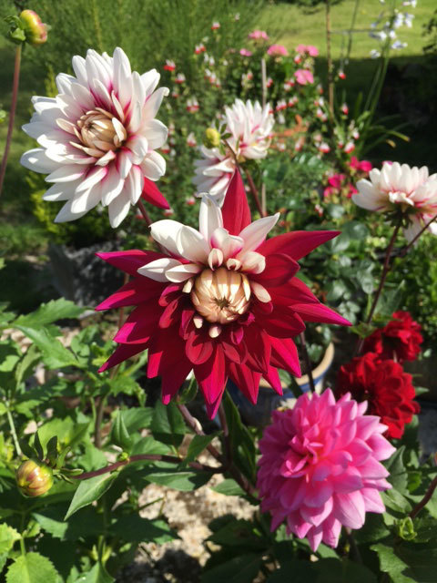 dahlias-3