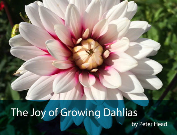 dahlias-intro-shot