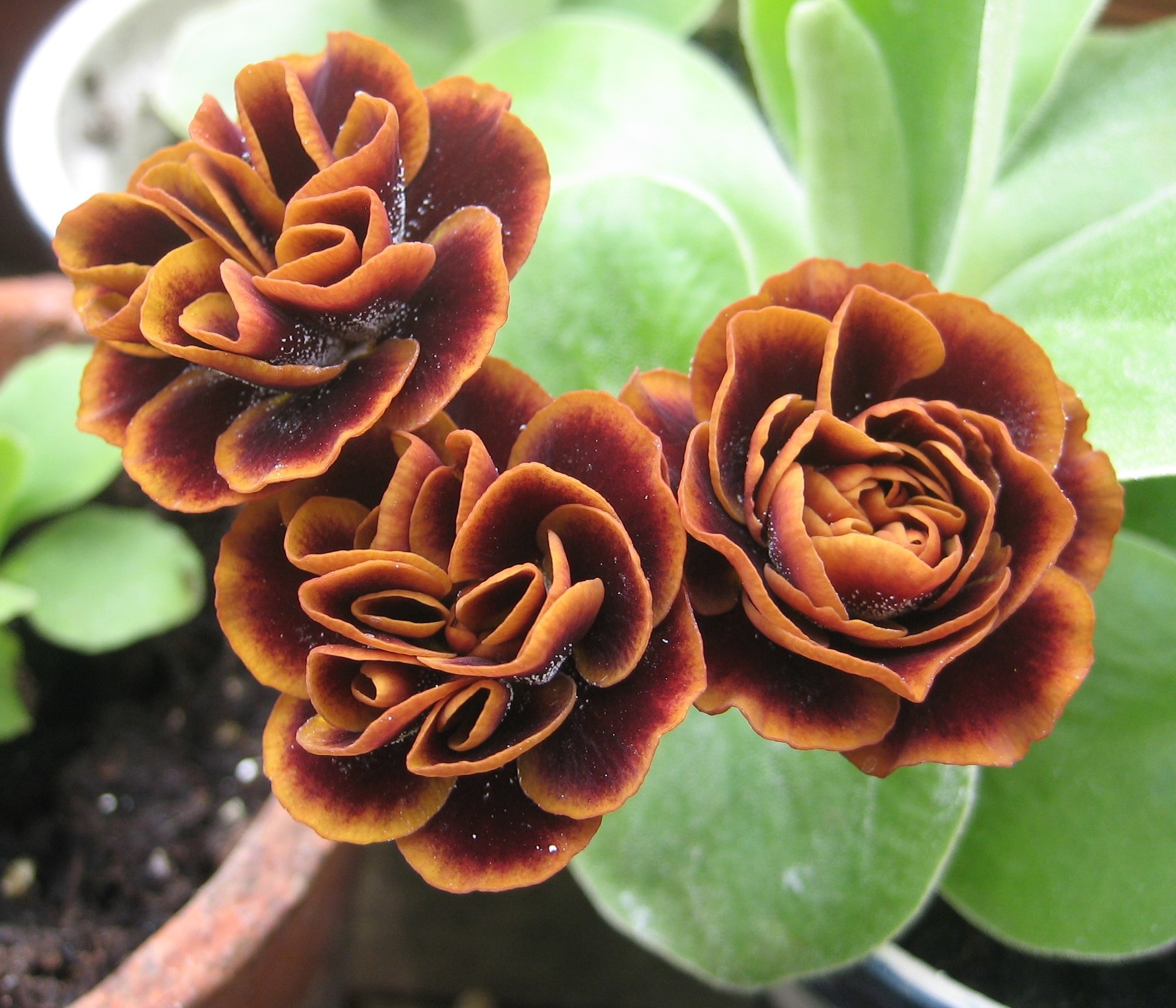 auricula