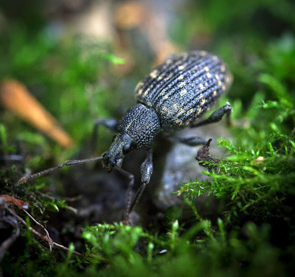 Black_Vine_Weevil_(Otiorhynchus_sulcatus)